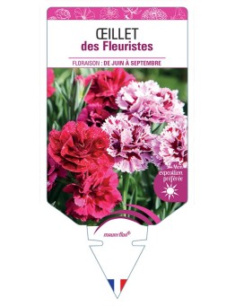 ŒILLET DES FLEURISTES (varié) *
