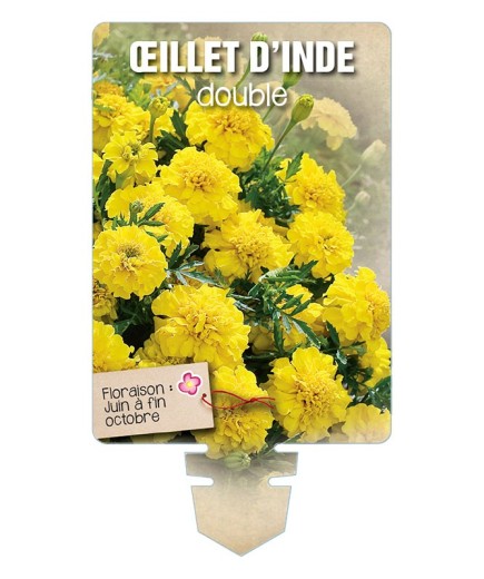 ŒILLET D'INDE DOUBLE (jaune) *