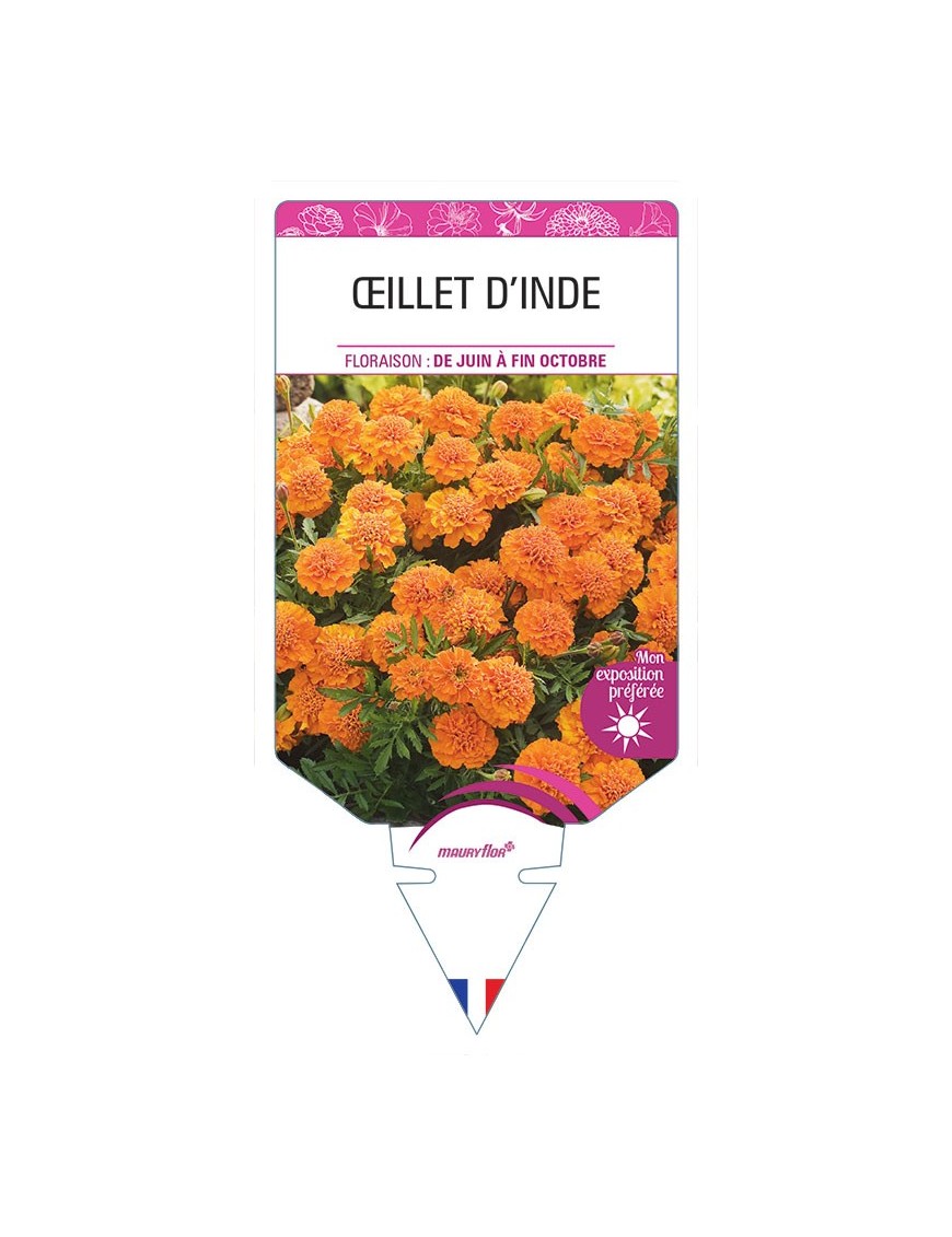 ŒILLET D'INDE DOUBLE (orange) *