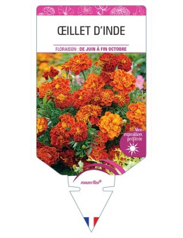 ŒILLET D'INDE DOUBLE (rouge et brun) *