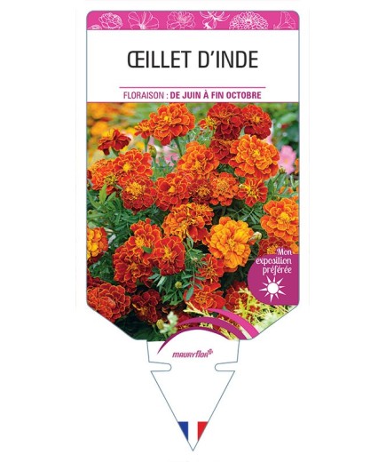 ŒILLET D'INDE DOUBLE (rouge et brun) *
