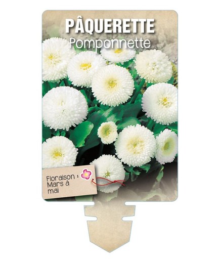PÂQUERETTE POMPONNETTE (blanc) *