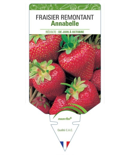 PÂQUERETTE POMPONNETTE (rose) *