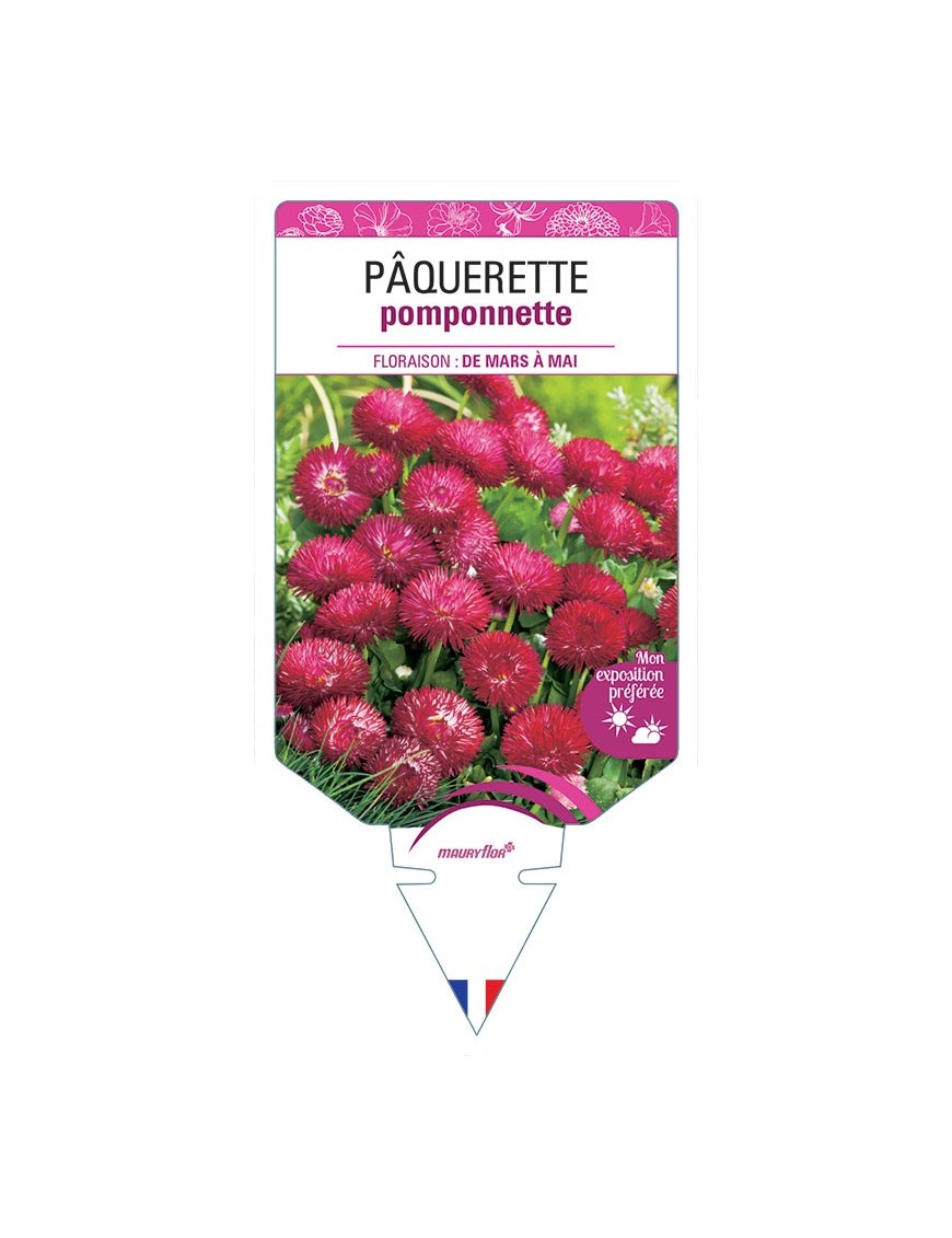 PÂQUERETTE POMPONNETTE (rouge) *