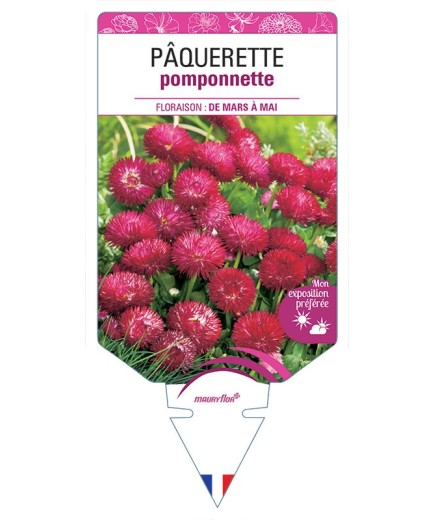 PÂQUERETTE POMPONNETTE (rouge) *