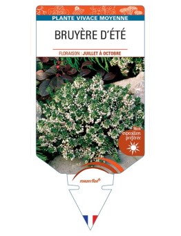 ERICA VAGANS voir Bruyère d'été (blanc)
