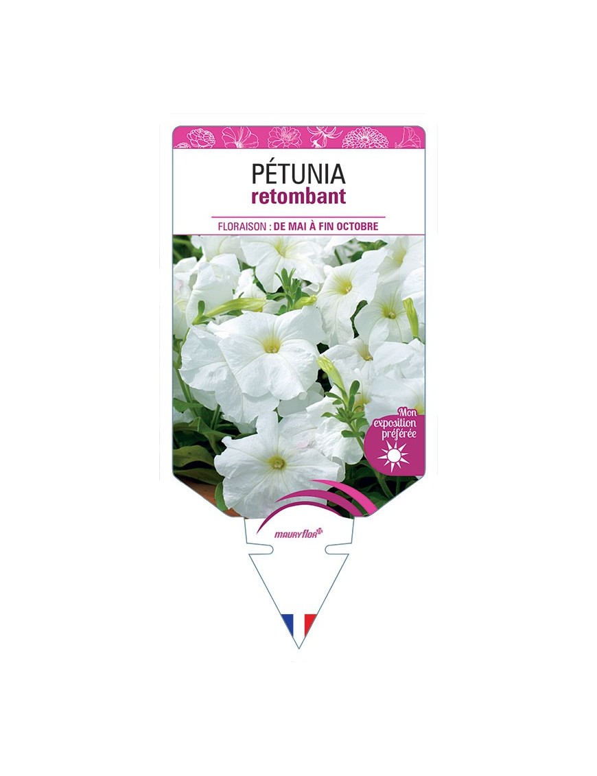 PÉTUNIA RETOMBANT (blanc) *