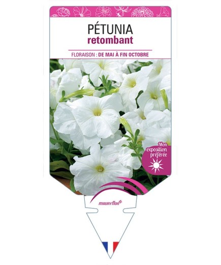 PÉTUNIA RETOMBANT (blanc) *