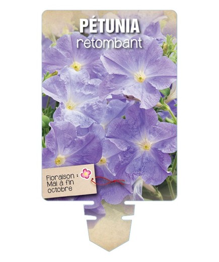 PÉTUNIA RETOMBANT (bleu ciel) *