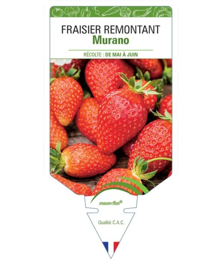 PÉTUNIA RETOMBANT (rose) *