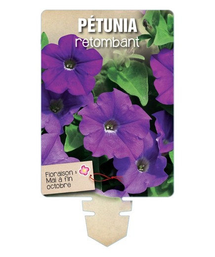PÉTUNIA RETOMBANT (violet)