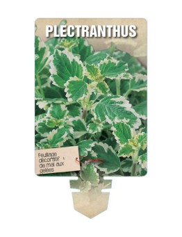 PLECTRANTHUS *