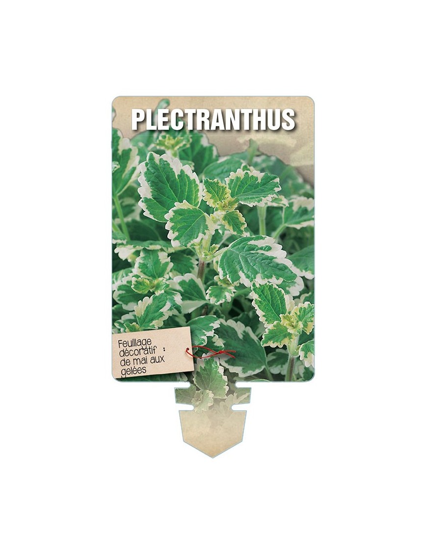 PLECTRANTHUS *