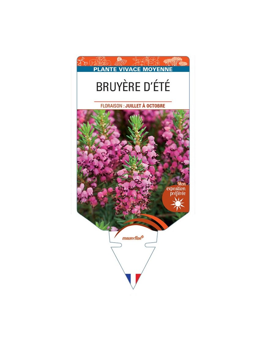ERICA VAGANS voir Bruyère d'été (rose)