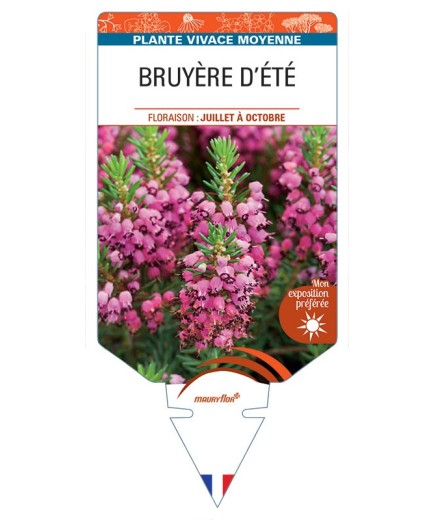 ERICA VAGANS voir Bruyère d'été (rose)