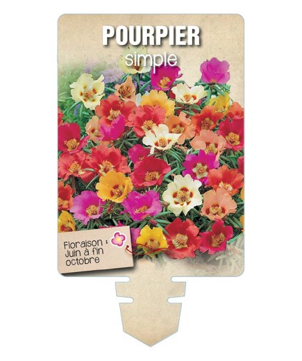 POURPIER SIMPLE (varié) *