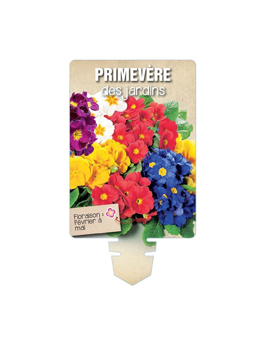 PRIMEVÈRE DES JARDINS (varié) *