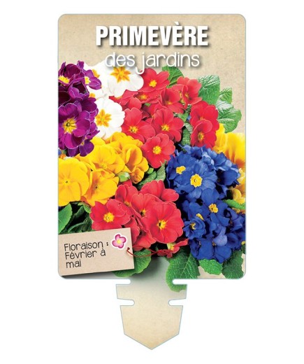 PRIMEVÈRE DES JARDINS (varié) *