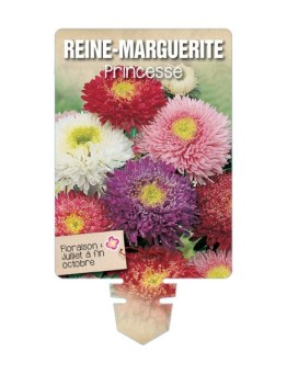 REINE-MARGUERITE PRINCESSE (varié) *