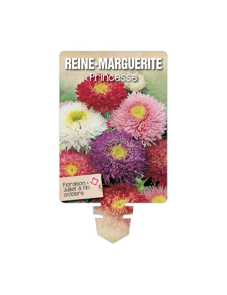 REINE-MARGUERITE PRINCESSE (varié) *
