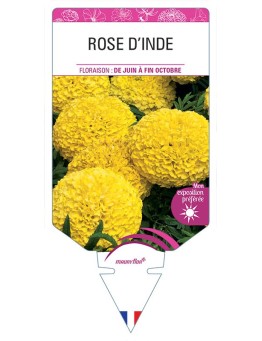 ROSE D'INDE (jaune) *