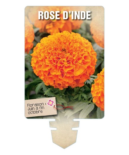 ROSE D'INDE (orange) *