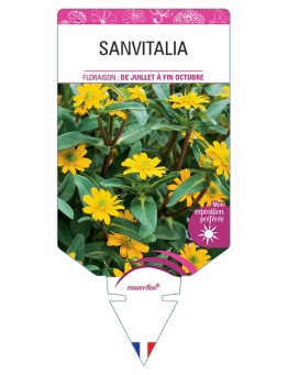 SANVITALIA