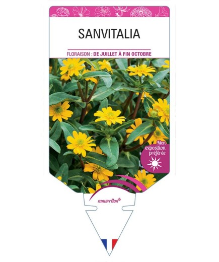 SANVITALIA
