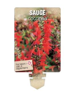 SAUGE COCCINEA *