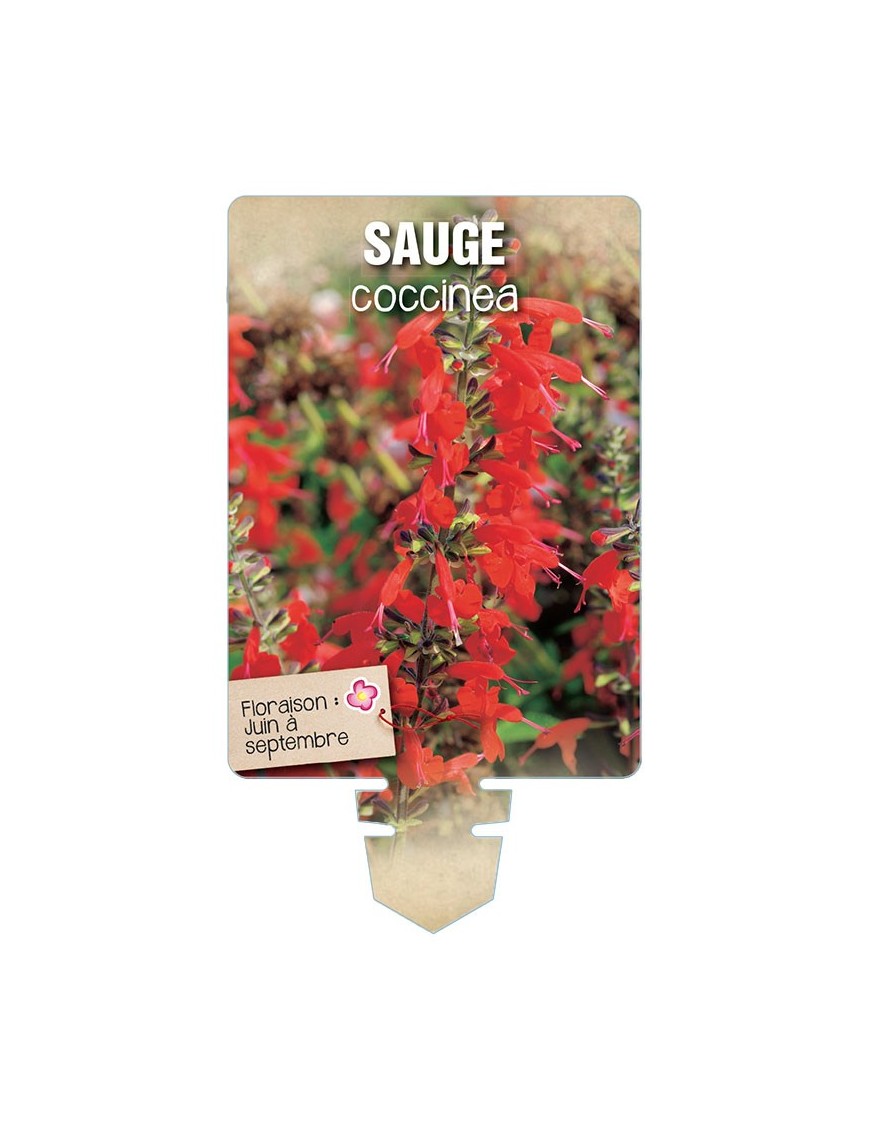 SAUGE COCCINEA *