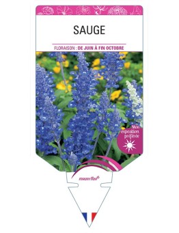 SAUGE FARINACEA (bleu) *