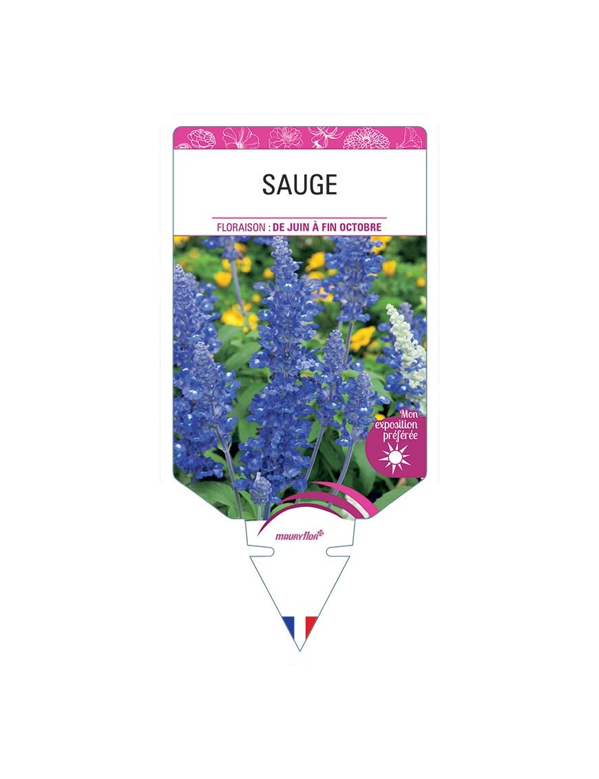 SAUGE FARINACEA (bleu) *