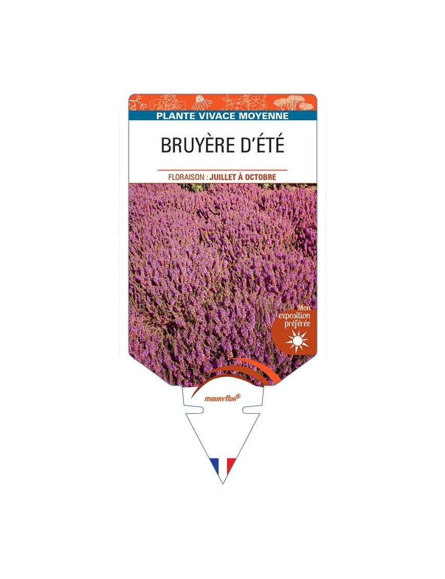 ERICA VAGANS voir Bruyère d'été (rouge)