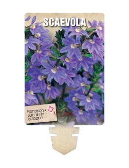 SCAEVOLA (bleu mauve) *