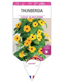 THUNBERGIA *