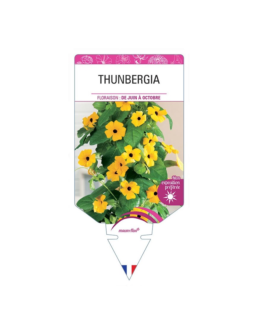 THUNBERGIA *