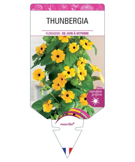 THUNBERGIA *