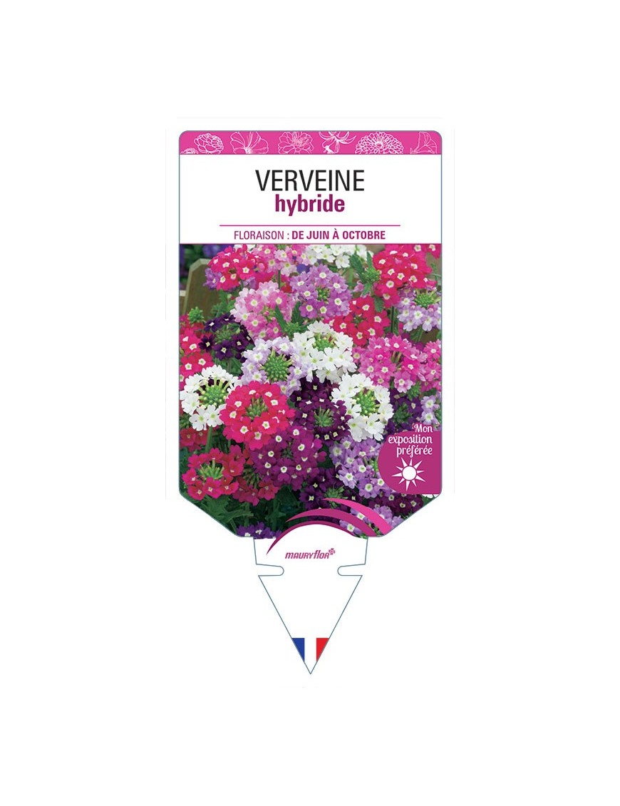 VERVEINE HYBRIDE (varié) *