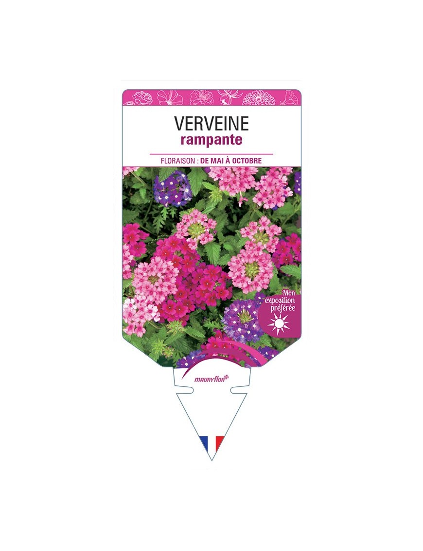 VERVEINE RAMPANTE (varié) *