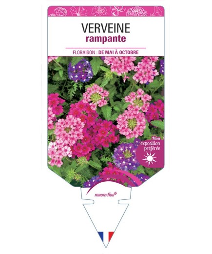 VERVEINE RAMPANTE (varié) *