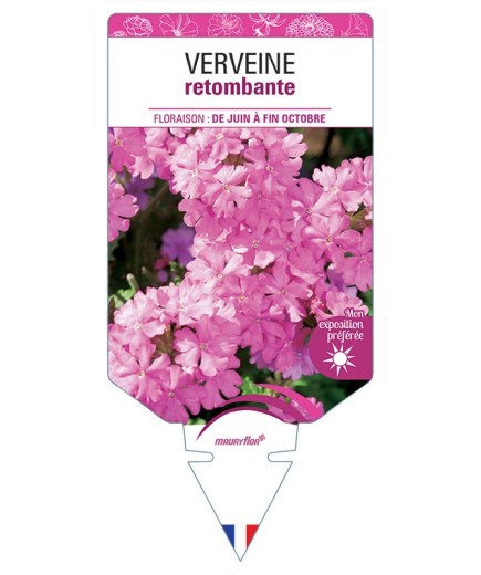 VERVEINE RETOMBANTE (rose)