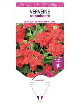 VERVEINE RETOMBANTE (rouge) *
