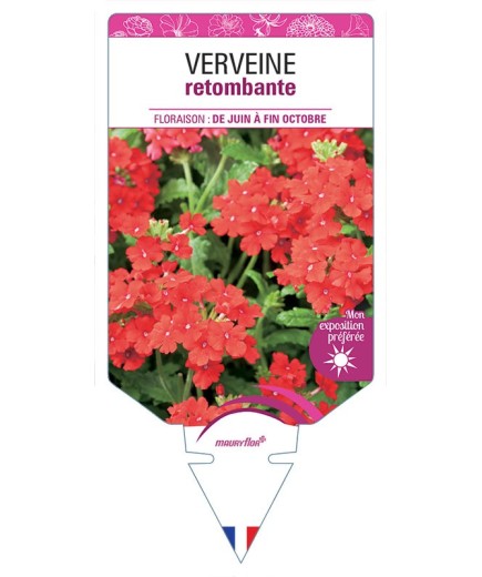 VERVEINE RETOMBANTE (rouge) *