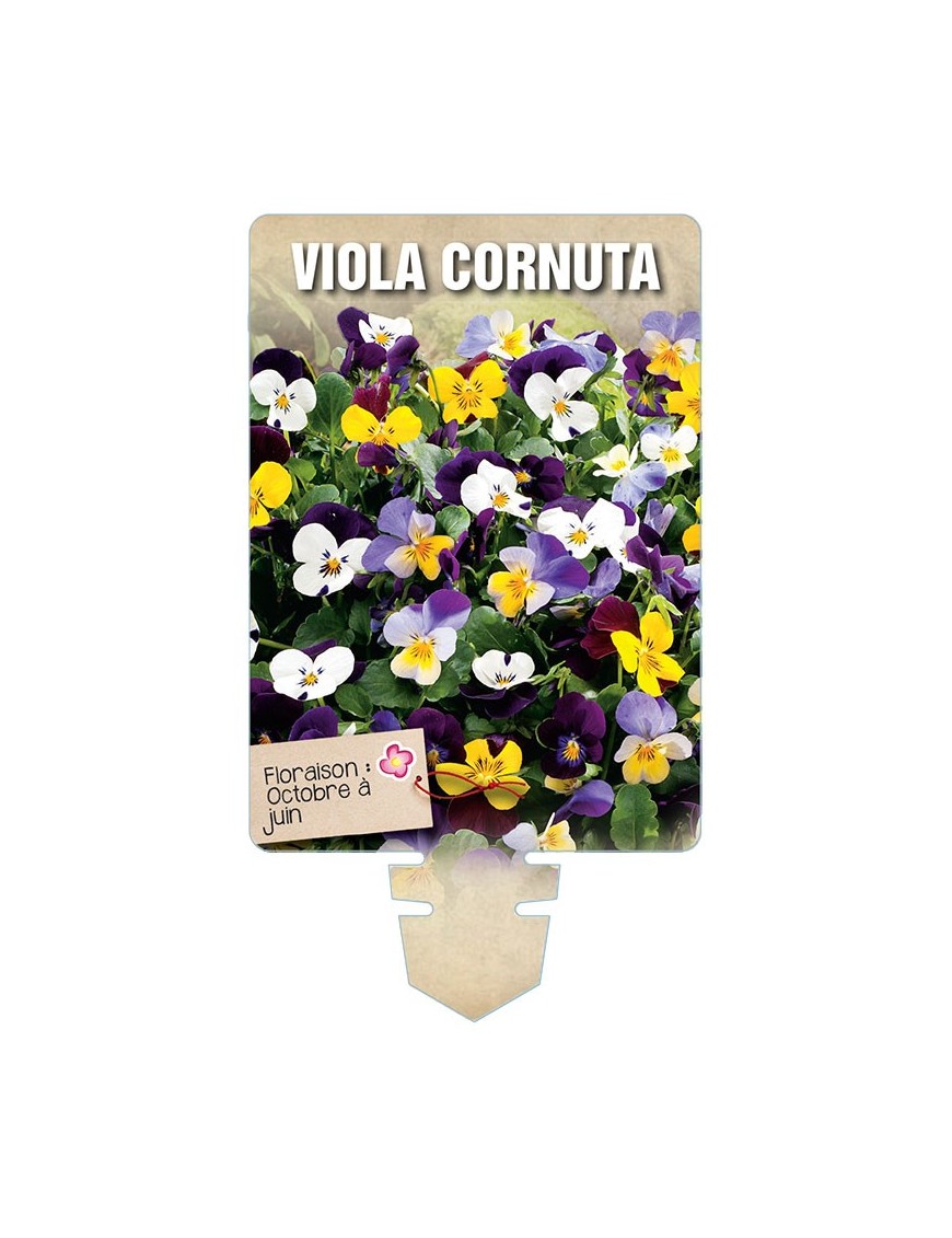 VIOLA CORNUTA (varié) *
