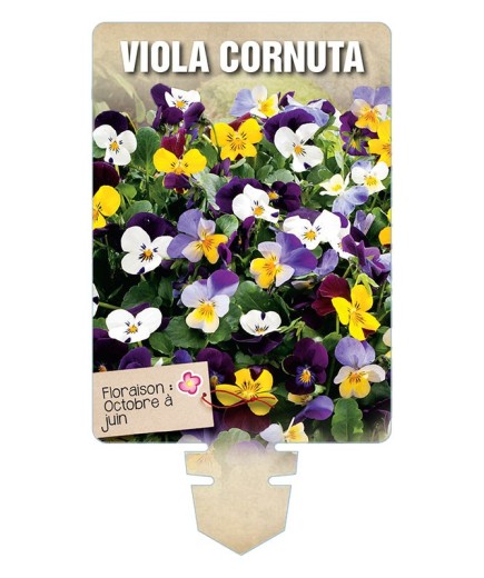 VIOLA CORNUTA (varié) *