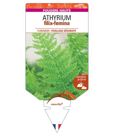 ATHYRIUM filix-femina