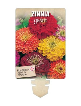 ZINNIA GÉANT (de Californie varié) *
