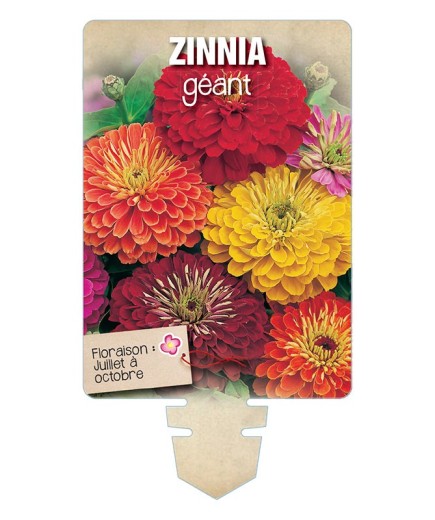 ZINNIA GÉANT (de Californie varié) *