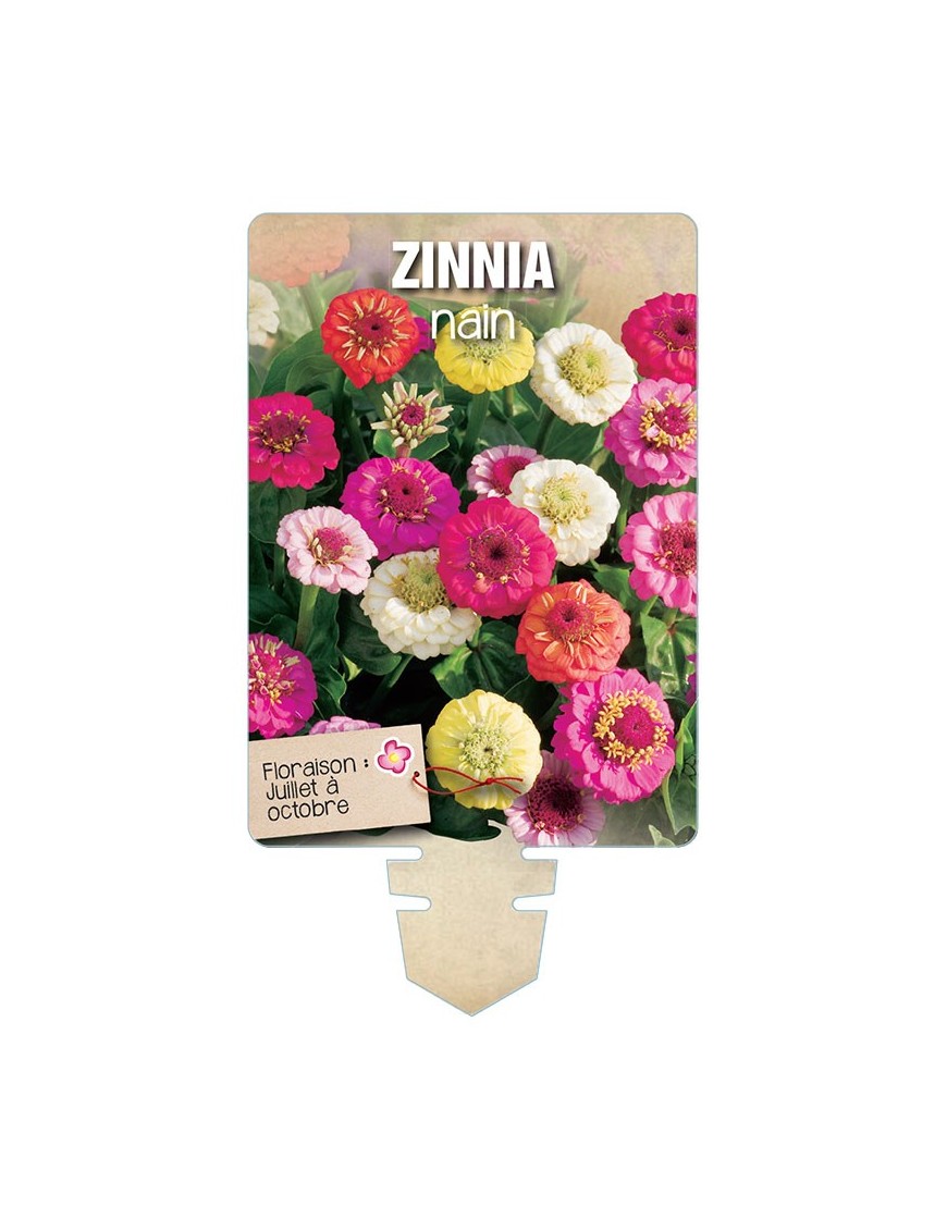 ZINNIA NAIN (varié) *