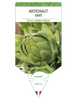 ARTICHAUT VERT